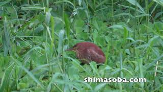 ハイタカとリュウキュウヨシゴイ(動画あり)