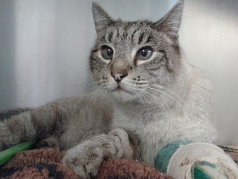 Sweet Cat with Compound Fracture #214065