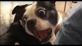 VIDEOS ENDING IN ABRUPT CHAOS!!