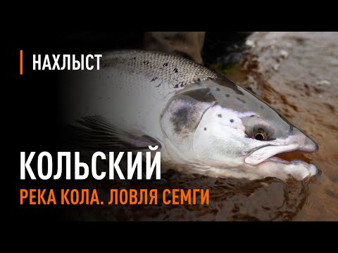 Ловля сёмги в середине сезона, река Кола / Atlantic Salmon fly fishing mid-season of Kola river.