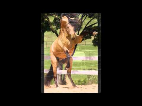 Pferde Sind einfach nur Hamma!