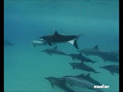 DJ Slon, feat Katya - Дельфины