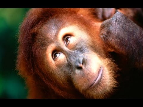 Legrační Zvířata Compilation - Zábavná Videa - 720P