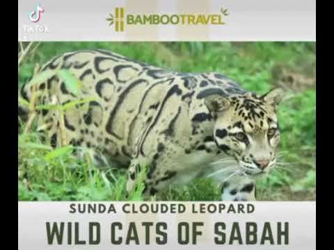 Wild cats of Sabah