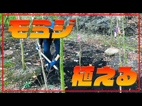 庭の装飾的な赤い葉を持つイロハモミジ