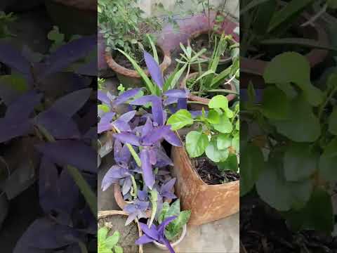 my home garden #hindisong #garden flowers#debolina