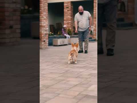 Perros Welsh Corgi en venta