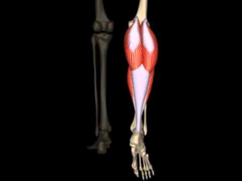 Miele trattamento il video della colonna vertebrale Mi ha colpito il dolore alla schiena che lo fanno