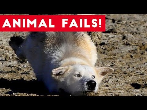 Funniest Animal Fails August 2017 Compilation | Funny Pet Videos