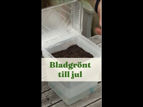 Bladgrönt i eget miniväxthus klart till jul - Trädgårdshacks med GardenR