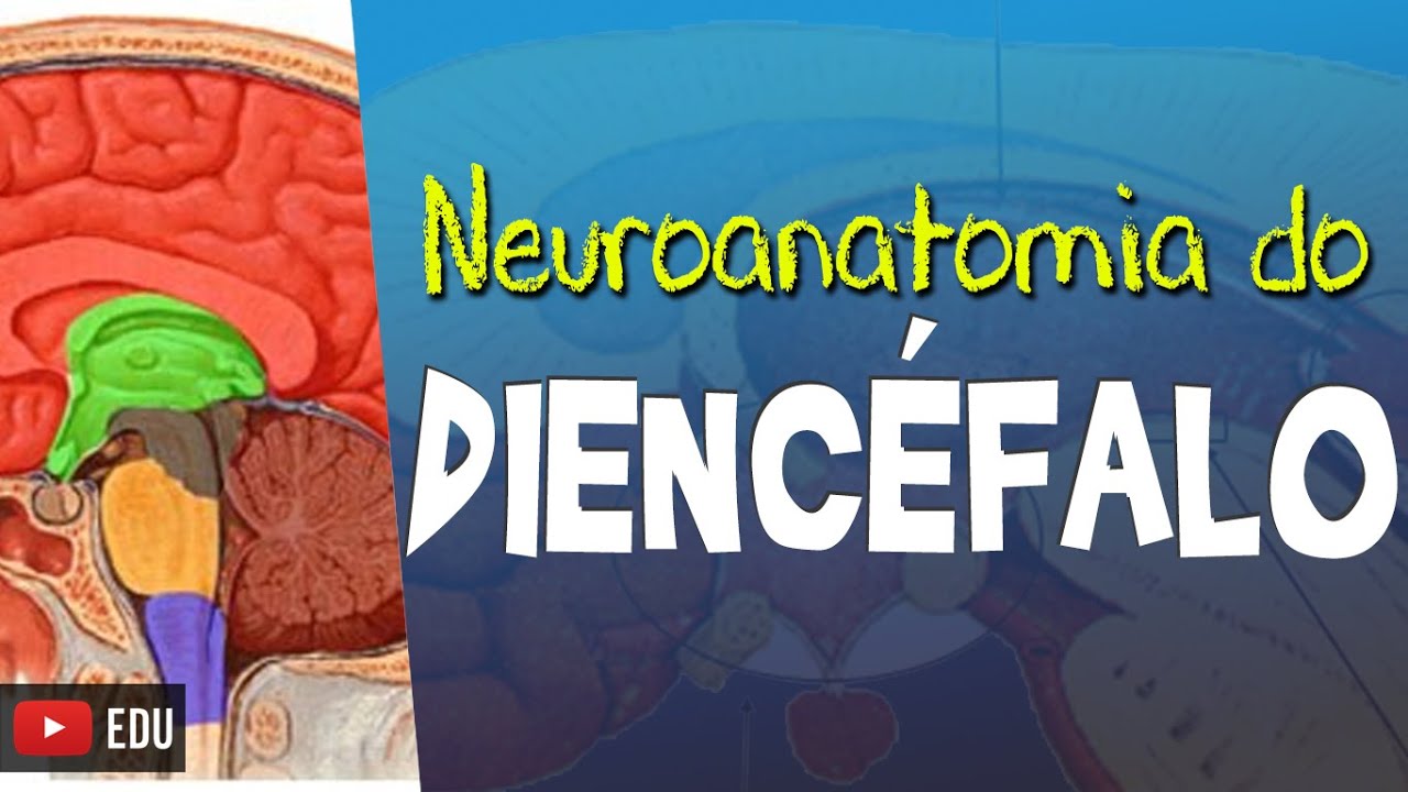 DIENCÉFALO: Neuroanatomia Funcional (Vídeo Aula) - Rogério Souza