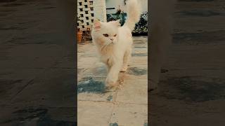 Amazing Honey walk😽||Honey baby Mashallah ❤️ #cat #catlover #shorts #trendingshorts