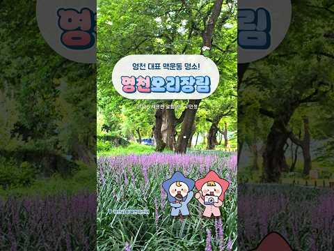 [2026새영천알림이단✨] 푸르른 자연과 신비로운 역사가 숨 쉬는 곳 오리장림