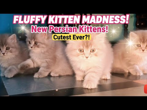 Cat funny videos beautiful cat animals Motu Patlu videos Abdul Bari videos Nani Teri Morni ki videos