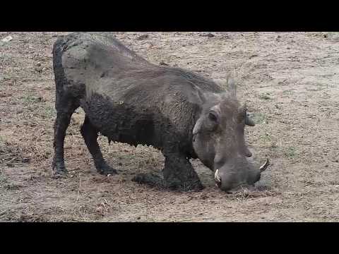 Djuma: Sights and sounds of the bush neighbors - 13:20 - 10/26/19