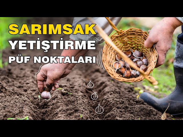 Pronúncia de vídeo de sarımsak em Turco