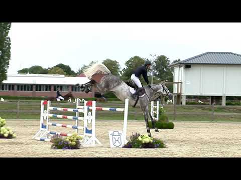 Holsteiner Elite-Reitpferdeauktion 2019 | Nr. 119 - Commitment v. Christian-Corrado I