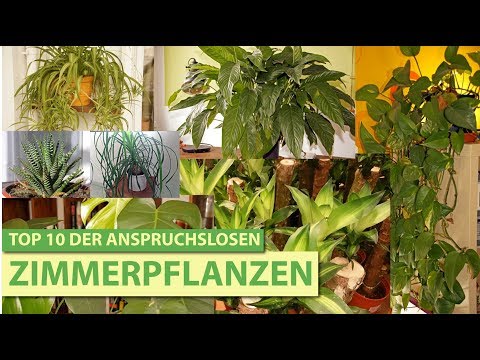 , title : 'Meine Top 10 der anspruchslosen Zimmerpflanzen'