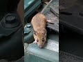 Mouse in the Car Engine