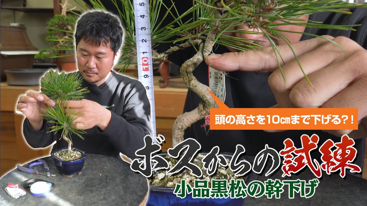 超希少激レア！鬼才関野正作　根上がり半懸崖　五葉松　小品　盆栽　黒松　真柏 超希少激レア！鬼才関野正作 根上がり半懸崖 五葉松 小品 盆栽 黒松 真
