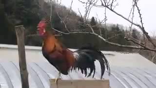 The Longest Crowing Rooster...Chicken&#39;s Boyfriend