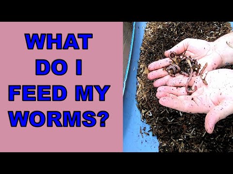 EUROPEAN NIGHT CRAWLER ONLY WORM BINS