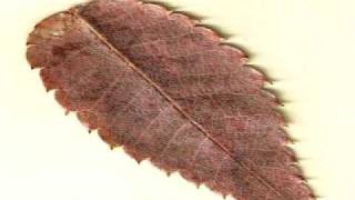 BEGLARIAN - I will not be sad in this world (complete)