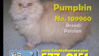 Cowlitz County Humane Society Adoptable Pets