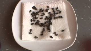 Wassermelonen anbauen. #Part 1# Die Kerne richtig zum keimen bekommen!
