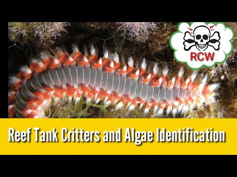Reef Tank Critters and Algae Identification