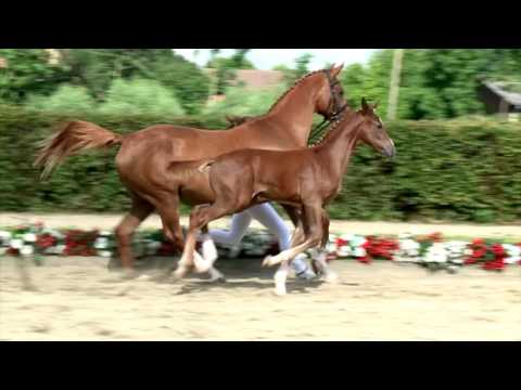 34 Compadre Hengst v. Comme il faut - Quidam`s Rubin