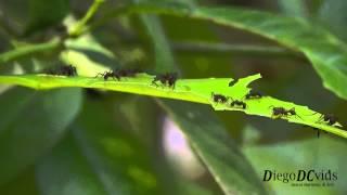 preview picture of video 'DiegoDCvids - Acromyrmex Leafcutter Ants - Santo Amaro da Imperatriz - Brasil'