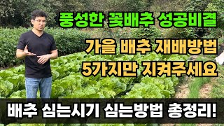 가을 김장배추 심는시기 심는방법 밭만들기 밑거름 웃거름 총정리!