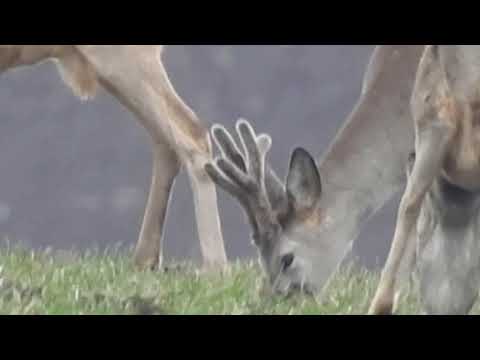 Wild Deer in Cerghid, Mures, Transylvania