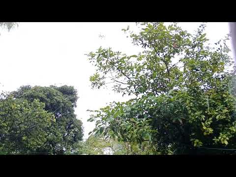 Relaxing nature sound- Rainy day 🌧️