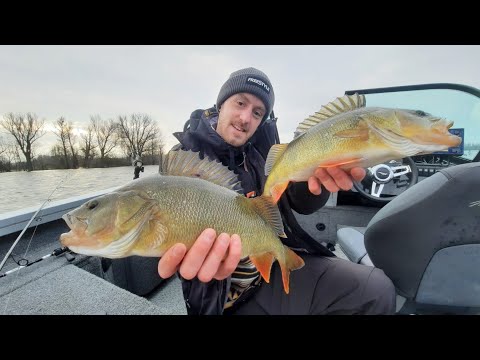 Dick Barsch ALARM  / Mit Kickback Rig und Köderfisch auf Barsch / + Waller PB