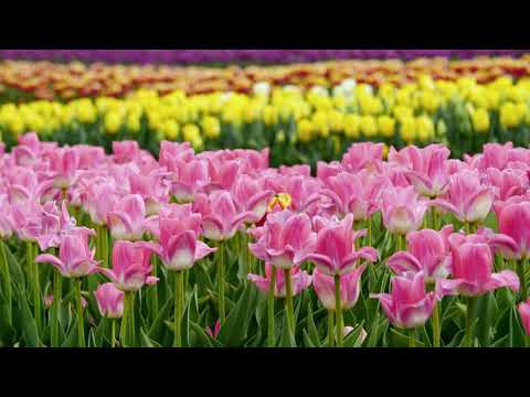 Beautiful Flowers | best nature video
