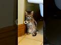 funny cats 😂 episode 277 #shorts