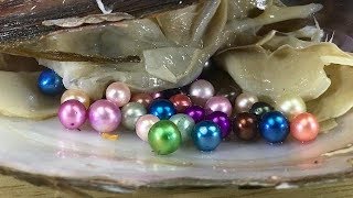 DON'T CHOOSE THE WRONG REAL CLAM  WITH GIANT COLORED PEARLS