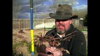 Chickens Make Mulch & Harvesting Beets - Back to the Homestead - Part 1:2