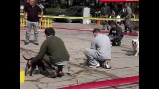 preview picture of video 'International Dog Show CACIB Bitola 31-03-2012'