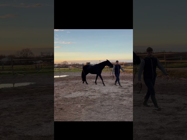 Magnifique beauté noire 