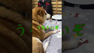 黒柴子犬・ルウさんの遊んでアピール！ #shibainu #犬 #赤柴  #dog ＃黒柴 #柴犬