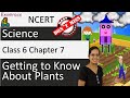 NCERT Class 6 Science Chapter 7 Getting To Know About Plants NSO NSTSE Doorsteptutor Com