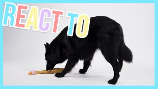 How will Farah the dog react to a rubber duck? - React to | Furry Friends