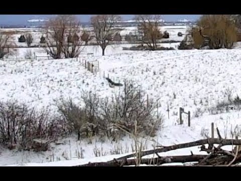 Hawk in the field. Charlo Osprey nest. 11.28 / 13 February 2018