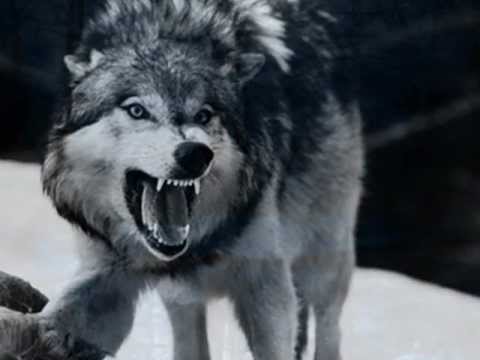 Stranger In A Strange Land (Lyrics)