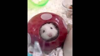 こんにちはハムスター
