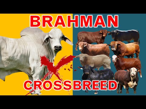 , title : 'Brahman: The King of Crossbreeding | The 8 Popular Brahman Crossbreeds | Bos Inducus X Bos Taurus'