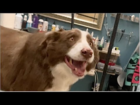 GROOMING this BORDER COLLIE made him 10 YEARS YOUNGER!